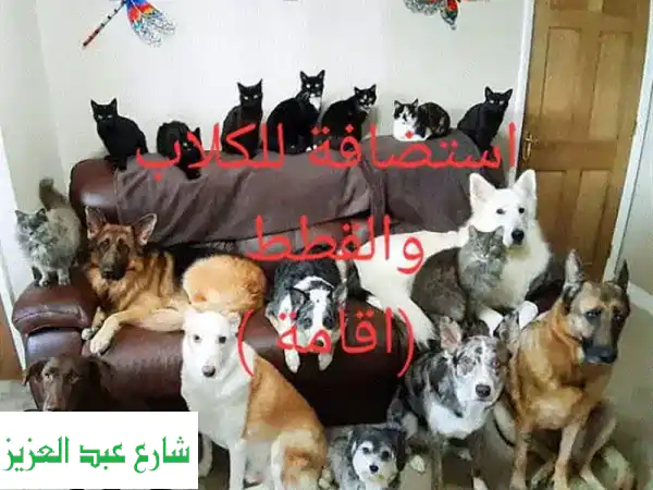 أفضل رعاية لحيوانك الأليف | إقامة فاخرة للقطط والكلاب