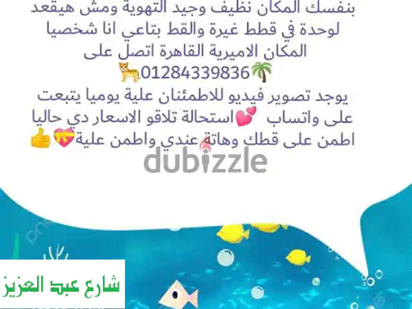 شلتر آمن وودود لقططكِ وكلابكِ في الأميرية - 25...