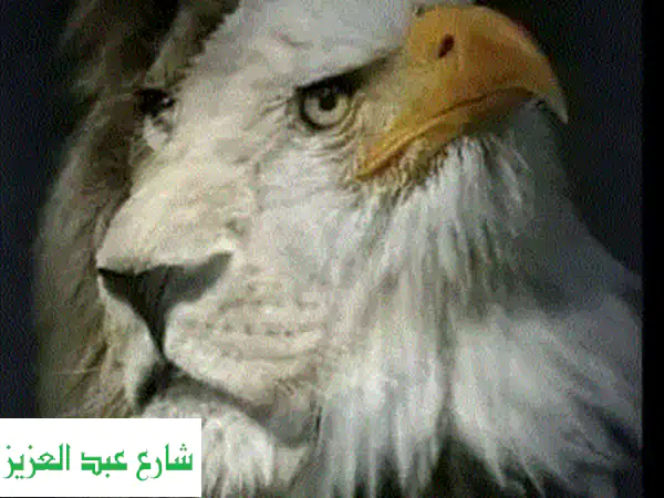 نقل عفشك بأمانة واحترافية في الإسكندرية وجميع المحافظات | خدمات نقل وتوصيل متميزة