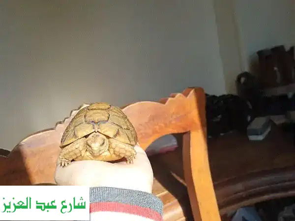 سلحفاة صحراوية صحية ونشيطة - فرصة مميزة!