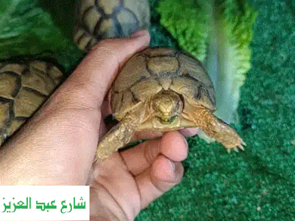 سلحفاة صحراوية صحية ونشيطة - فرصة مميزة!