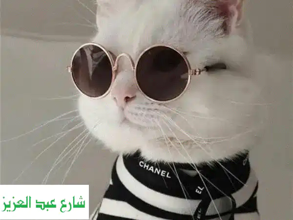 شلتر آمن وودود لقططكِ وكلابكِ في الأميرية - 25 جنيه فقط/يوم! (كاميرا مراقبة + عناية فائقة)