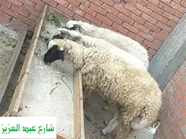 ٣ خرفان أسمر ممتازة للبيع - تربيه منزلية -...