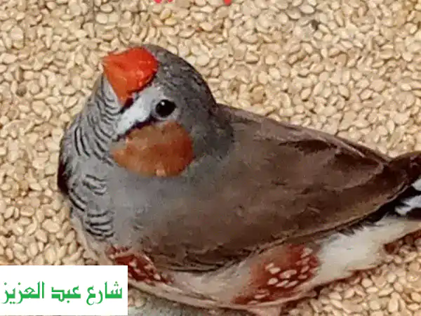 عصافير زيبرا غزالّة! أول إنتاج، صحية وريشها لامع ✨
