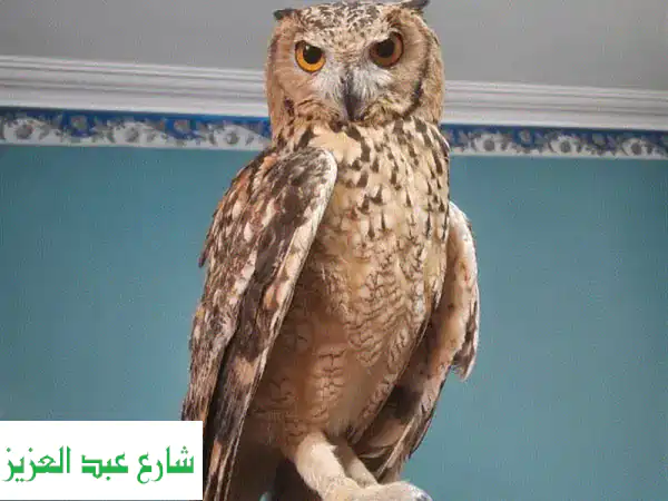 صقور فرعون النادرة للبيع - جودة استثنائية وخبرة متميزة