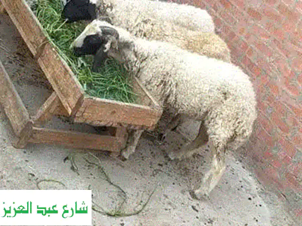 ٣ خرفان أسمر ممتازة للبيع - تربيه منزلية - توصيل للقاهرة والجيزة