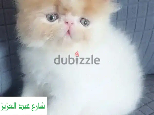 قطة فارسية ريد تابي ذكر - دبدوب صغير ينتظر بيتاً حنوناً!