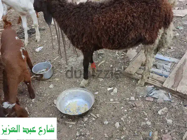 فرصة ذهبية! نعجات، معزى، وخراف خصبة للبيع - جاهزة للإنتاج!