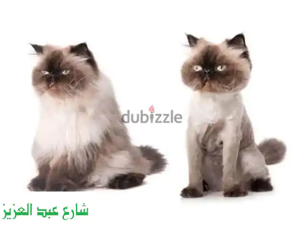حلاقة قطتك 😻: تخلص من حر الصيف وحشرات الفرو!