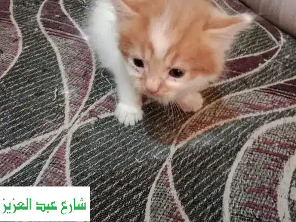 أفضل رعاية لحيواناتك الأليفة: استضافة، تنظيف،...