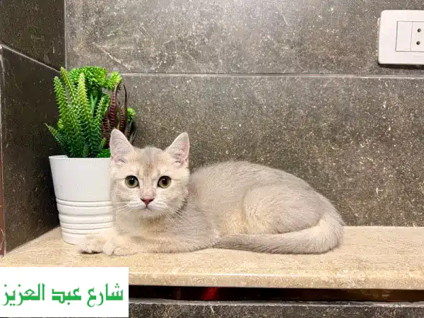 قط اسكتلندي فاخر - قطط جميلة للبيع! (AY12 Silver Gold)