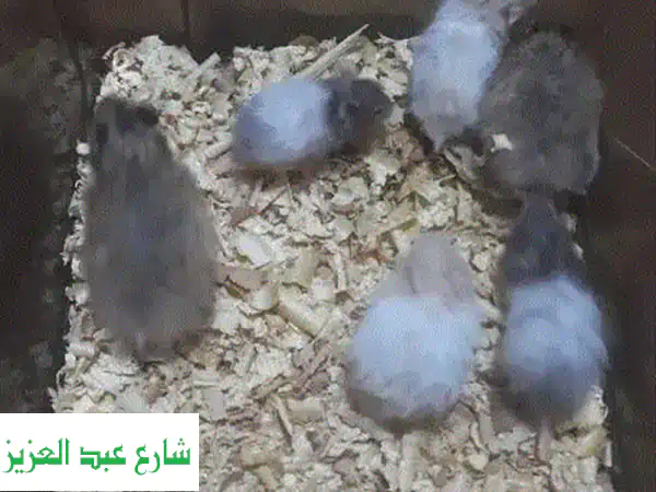 هامستر سوري لونج هير: فرو ناعم ورفيق رائع ينتظرك!