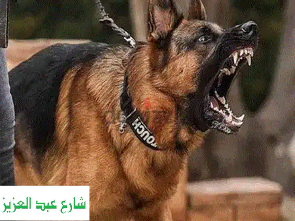 دَرب كلبك مع مُدربين محترفين في بورسعيد -  أحكم بنفسك!
