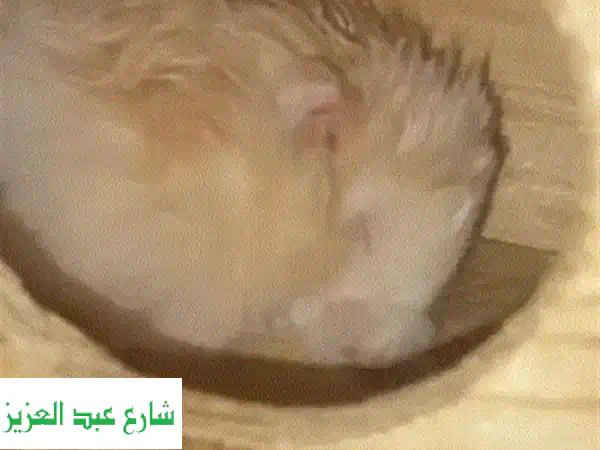 هامسترز رائعين للتبني! 6 هامستر نشيط، 2 منهم صغار!