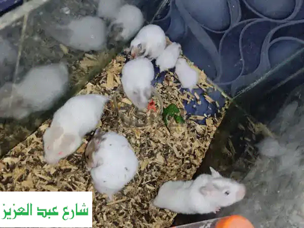 هامسترز رائعين للتبني! 6 هامستر نشيط، 2 منهم صغار!