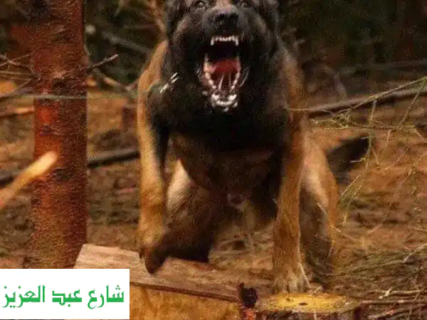 دَرب كلبك مع مُدربين محترفين في بورسعيد -  أحكم بنفسك!