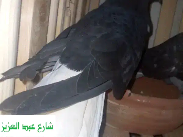 جوز حمام مسود فاخر - أزواج جاهزة للتزاوج!