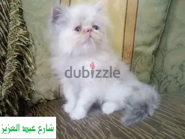 بنوته بيكي فيس همالايا ❤️ قطط جميلة للبيع - عمر 45...
