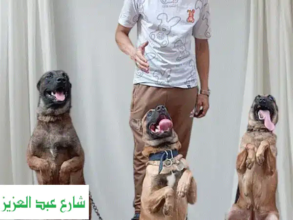 دَرِّب كلبك بأسلوبٍ إنسانيّ: بدون سلاسل،...