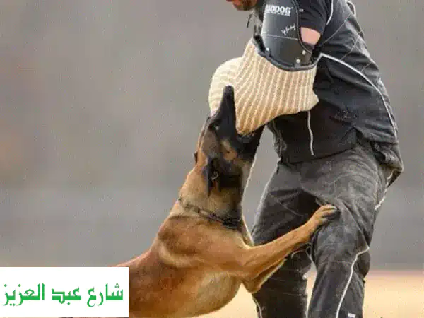تدريب كلاب احترافي منزلياً: حقق الانضباط...