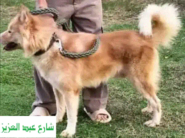 بيتنا بيت أليفك ❤️ | استضافة حيوانات أليفة فاخرة...