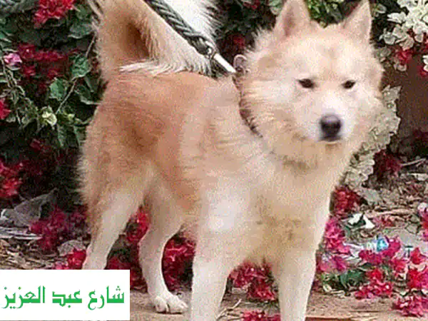 بيتنا بيت أليفك ❤️ | استضافة حيوانات أليفة فاخرة في مصر