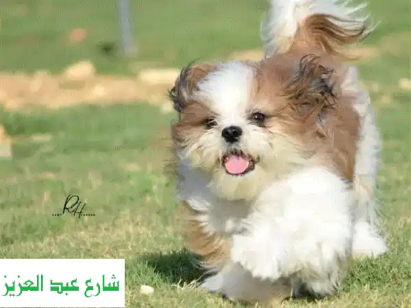 شيتزو بيور (ذكر) - رفيق مخلص لعائلتك! 🐕