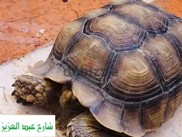 سلحفاة سلوكاتا أنثى ضخمة (35 سم) - مناعة قوية وصحية! 🐢
