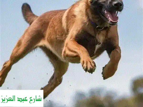 أفضل تدريب كلاب في بورسعيد: شاهد النتائج بنفسك!