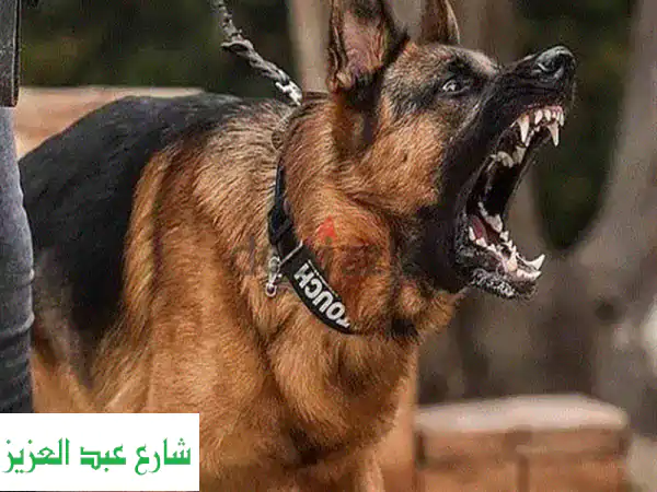أفضل تدريب كلاب في بورسعيد: شاهد النتائج بنفسك!
