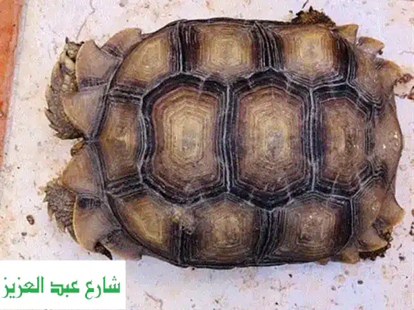 سلحفاة سلوكاتا أنثى ضخمة (35 سم) - مناعة قوية وصحية! 🐢