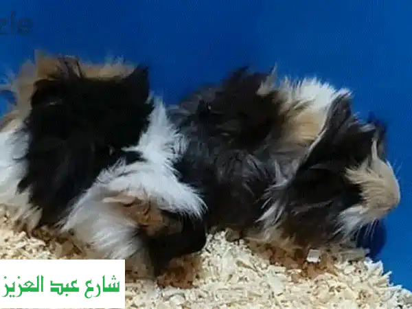 غينيا بيج لونج هير ذكر - فرو فاخر، شخصية رائعة! (القاهرة)