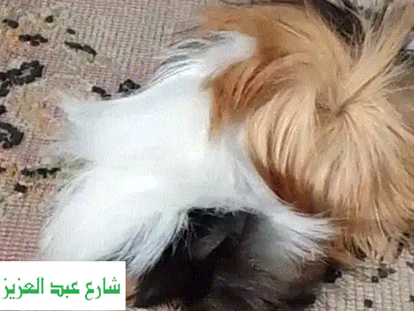 غينيا بيج لونج هير ذكر - فرو فاخر، شخصية رائعة! (القاهرة)
