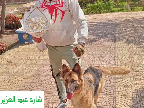 مدرب كلاب حراسة محترف - خبرات عسكرية في تدريب كلاب حرس الحدود