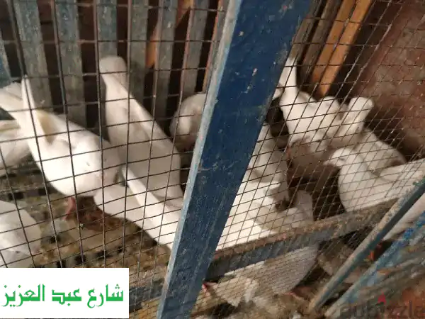 1009970078: فرصة ذهبية! 14 حمامة شبابية وزغاليل جميلة للبيع!
