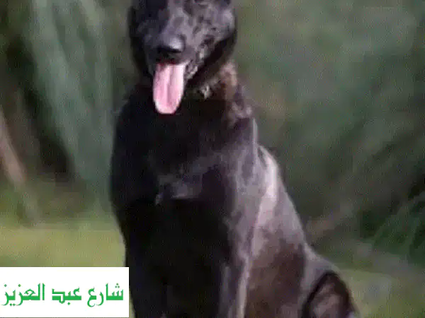 كلب مالينو بلجيكي ذكر - 83 يومًا - سلالة نقية مستوردة