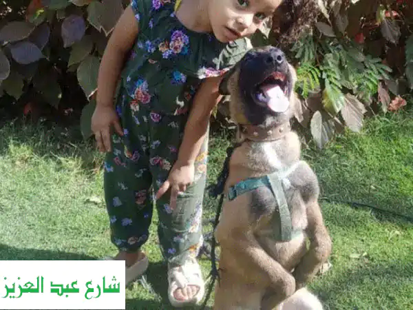 مدرب كلاب حراسة محترف - خبرات عسكرية في تدريب كلاب...