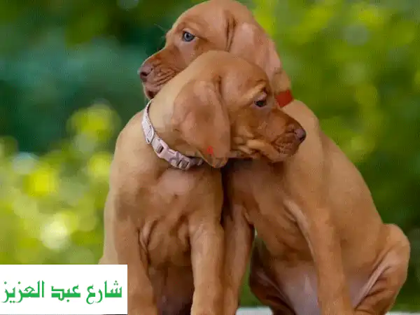 جرو فيزسلا أصيل للبيع - وثائق كاملة! 🐕