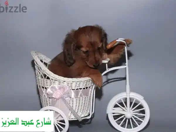 كلبة داششوند روسية جميلة - رفيقة محبة لعائلتك!