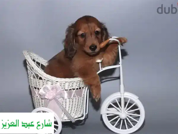 كلبة داششوند روسية جميلة - رفيقة محبة لعائلتك!